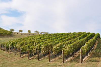 grapes1.jpg